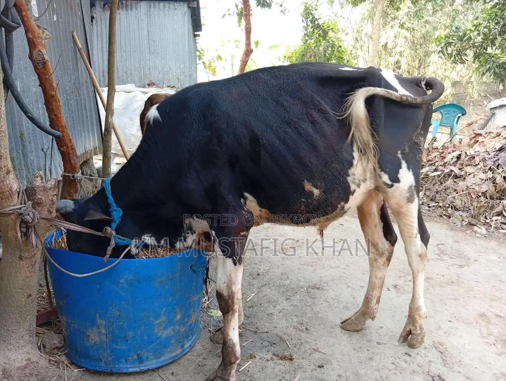 High-Quality Bull for Sale