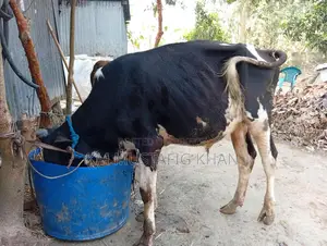 High-Quality Bull for Sale