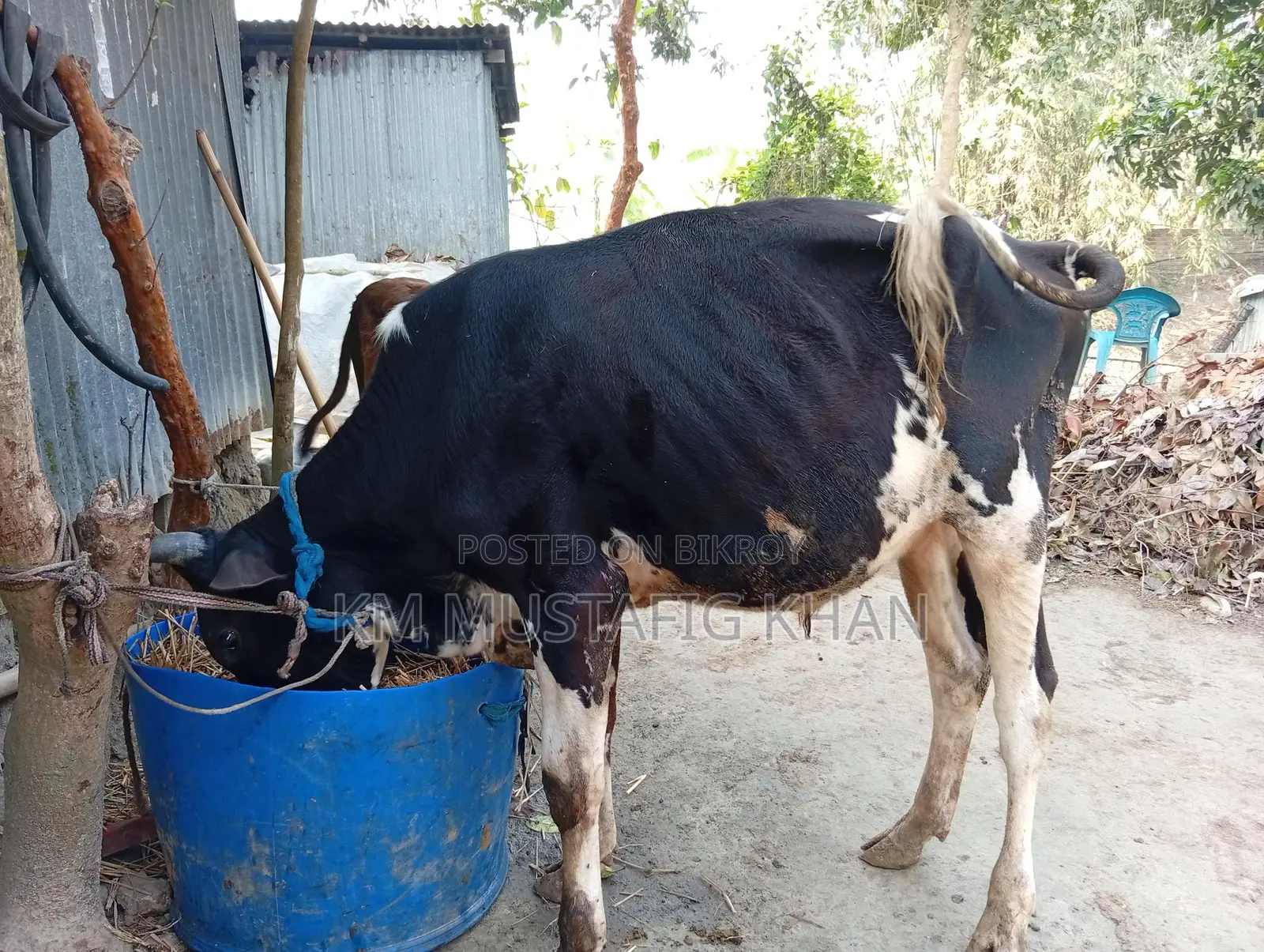 High-Quality Bull for Sale