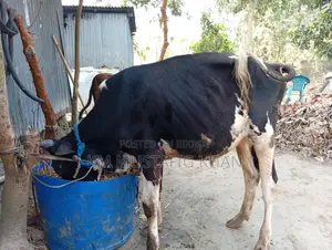 High-Quality Bull for Sale
