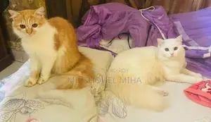 পার্সিয়ান বিড়াল বিক্রয়