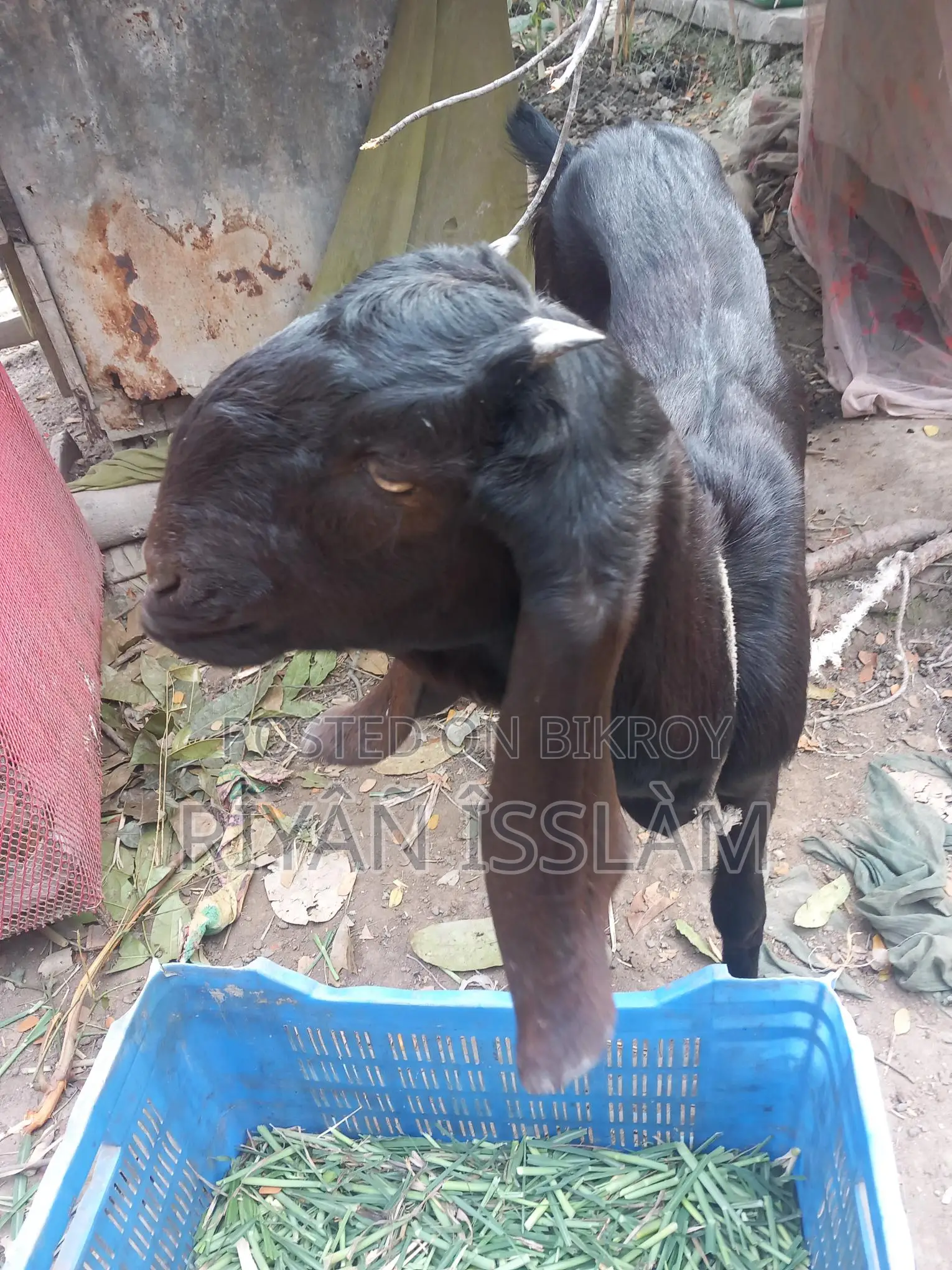 Goat for Sale