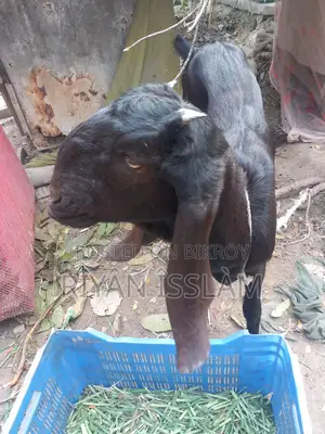 Goat for Sale