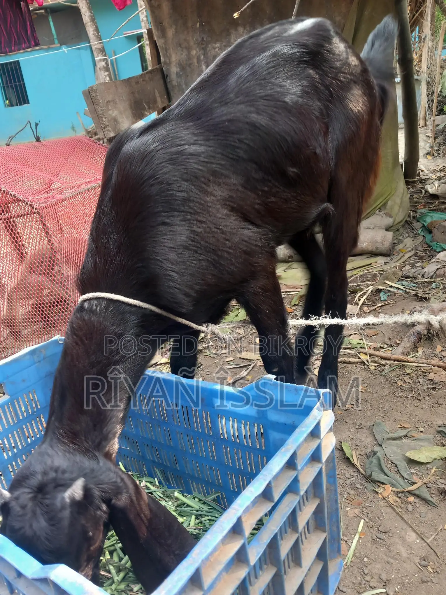 Goat for Sale
