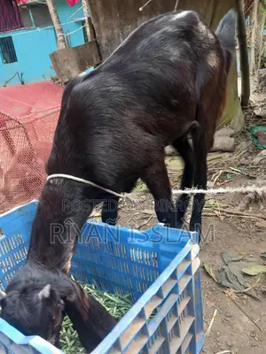 Goat for Sale