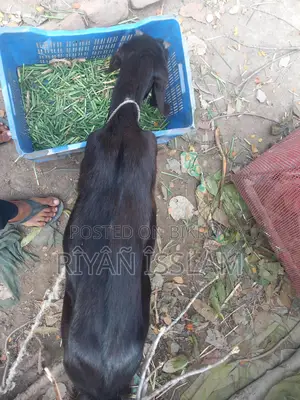 Goat for Sale