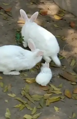 Rabbits for Sale