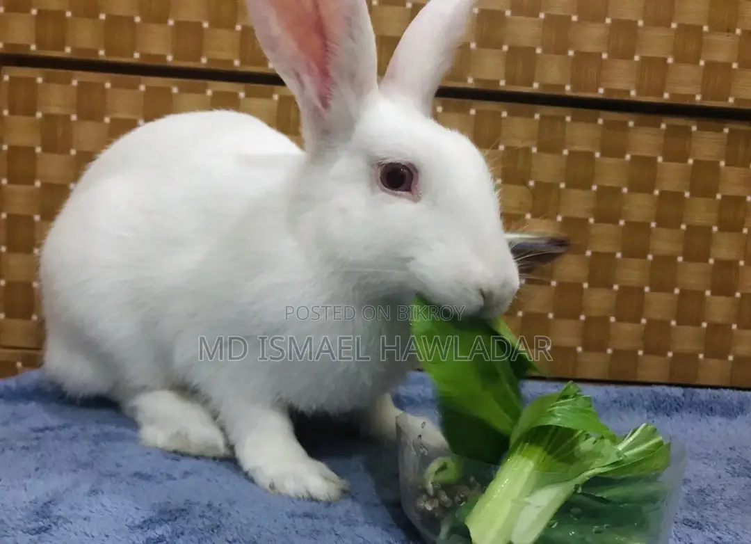 Rabbits for Sale
