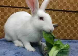 Rabbits for Sale