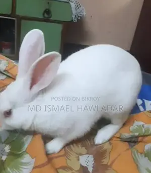 Rabbits for Sale