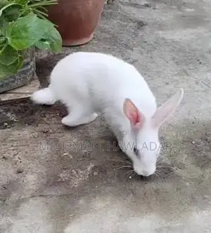 Rabbits for Sale