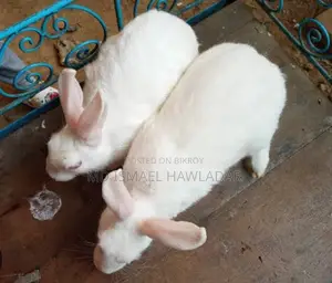 Rabbits for Sale