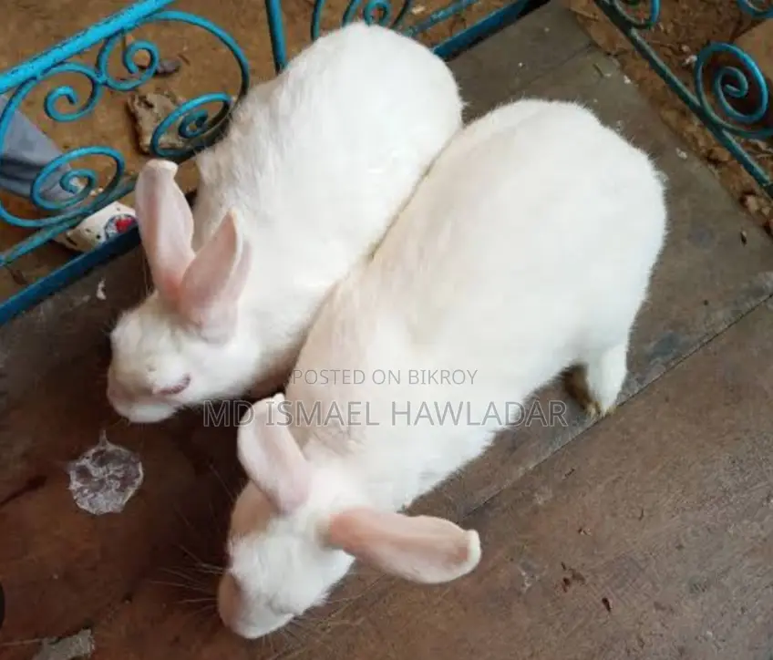 Rabbits for Sale