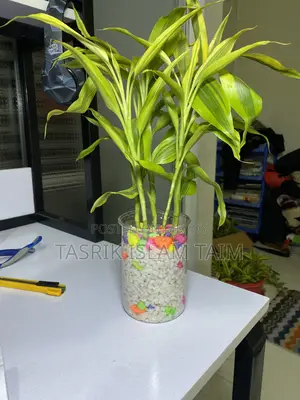 Lucky Bamboo