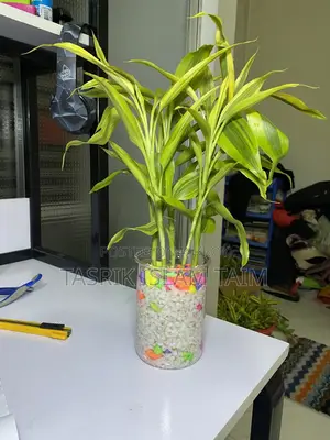 লাকি ব্যাম্বু