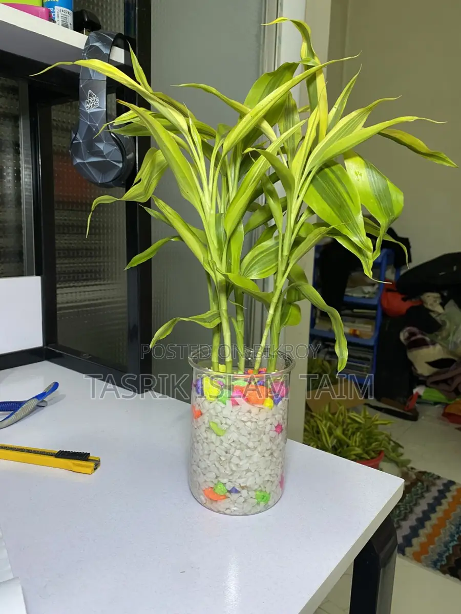 Lucky Bamboo
