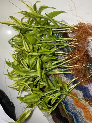 Lucky Bamboo