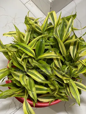 Lucky Bamboo