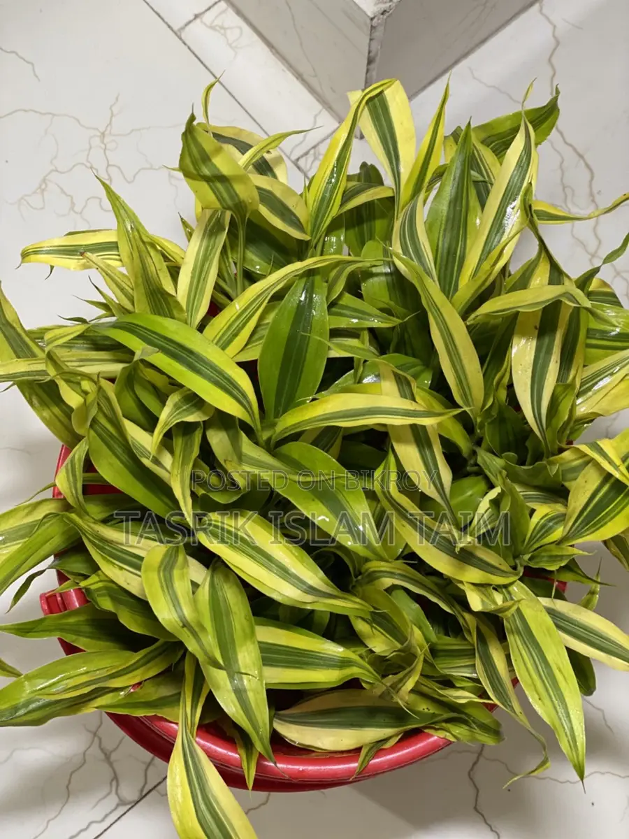 Lucky Bamboo