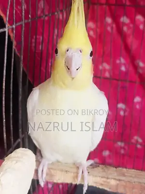 Cockatile