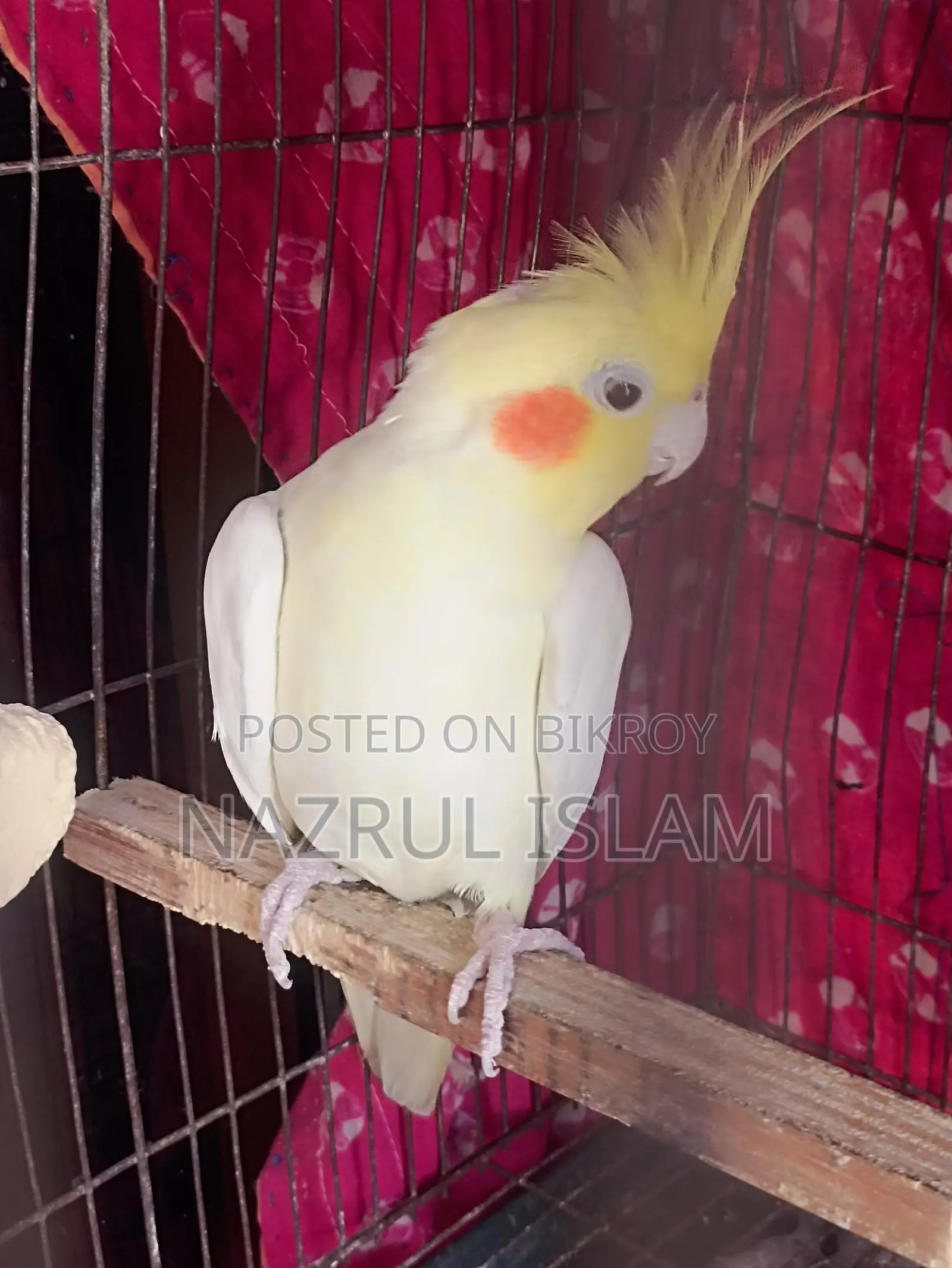 Cockatile