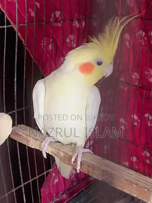 Cockatile