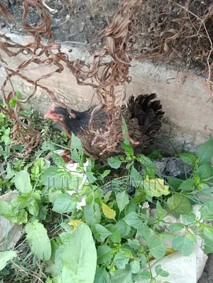 মা সহ মুরগির ছয়টি বাচ্চা বিক্রয় ।