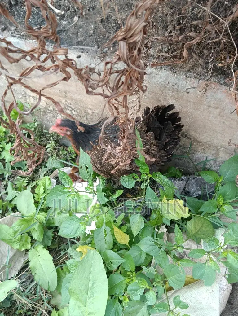 মা সহ মুরগির ছয়টি বাচ্চা বিক্রয় ।