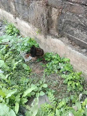 মা সহ মুরগির ছয়টি বাচ্চা বিক্রয় ।