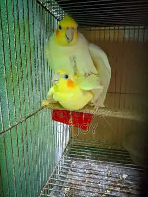 Lutino Cockatiel Full Adult