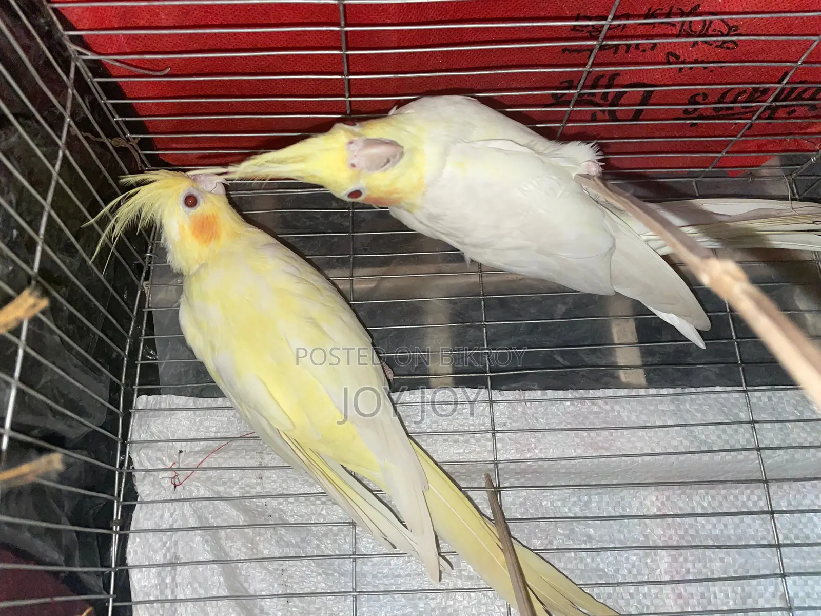 Lutino Cockatiel Full Adult