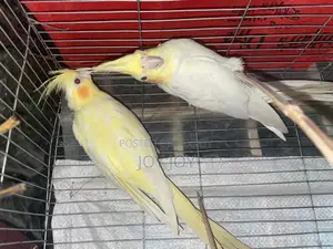 Lutino Cockatiel Full Adult