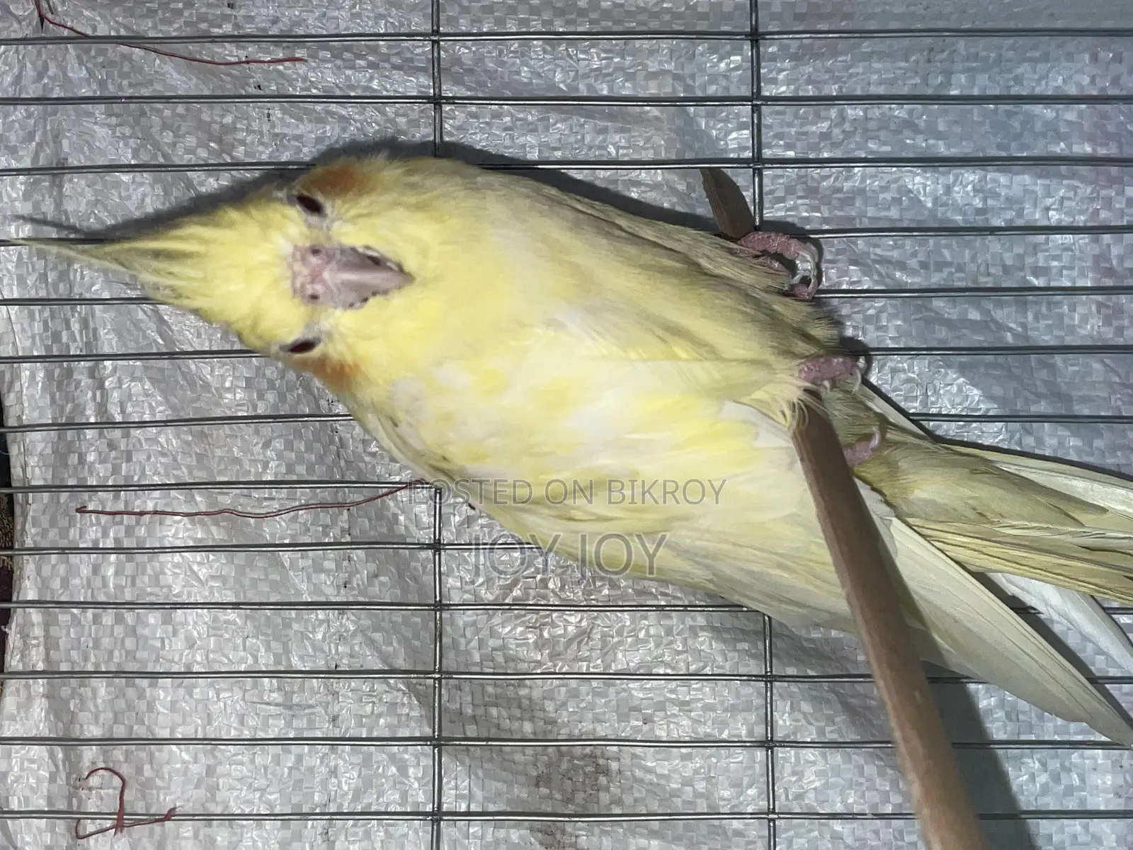 Lutino Cockatiel Full Adult