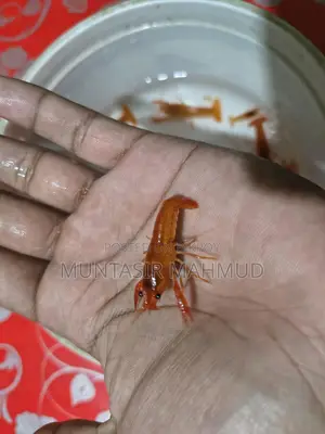 Red Cray Fish / লাল ক্রে ফিশ।