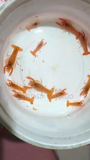 Red Cray Fish