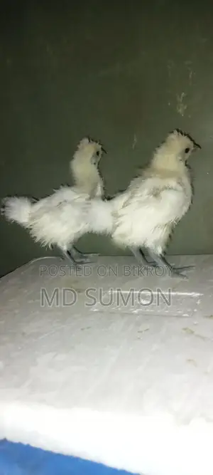 সিল্কি মুরগী বাচ্চা বিক্রি হবে