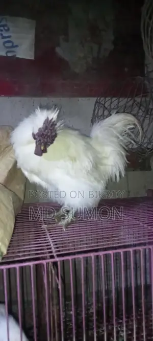সিল্কি মুরগী বাচ্চা বিক্রি হবে