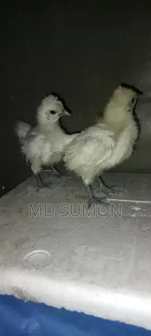 সিল্কি মুরগী বাচ্চা বিক্রি হবে