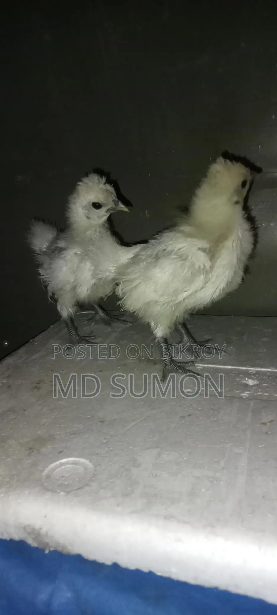 সিল্কি মুরগী বাচ্চা বিক্রি হবে