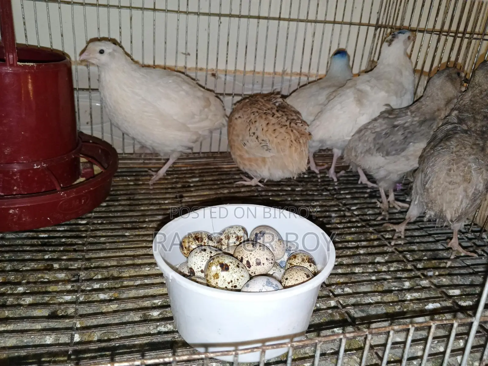 European White Giant Coturnix Quail
