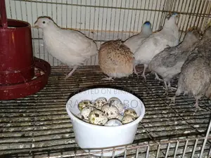 European White Giant Coturnix Quail