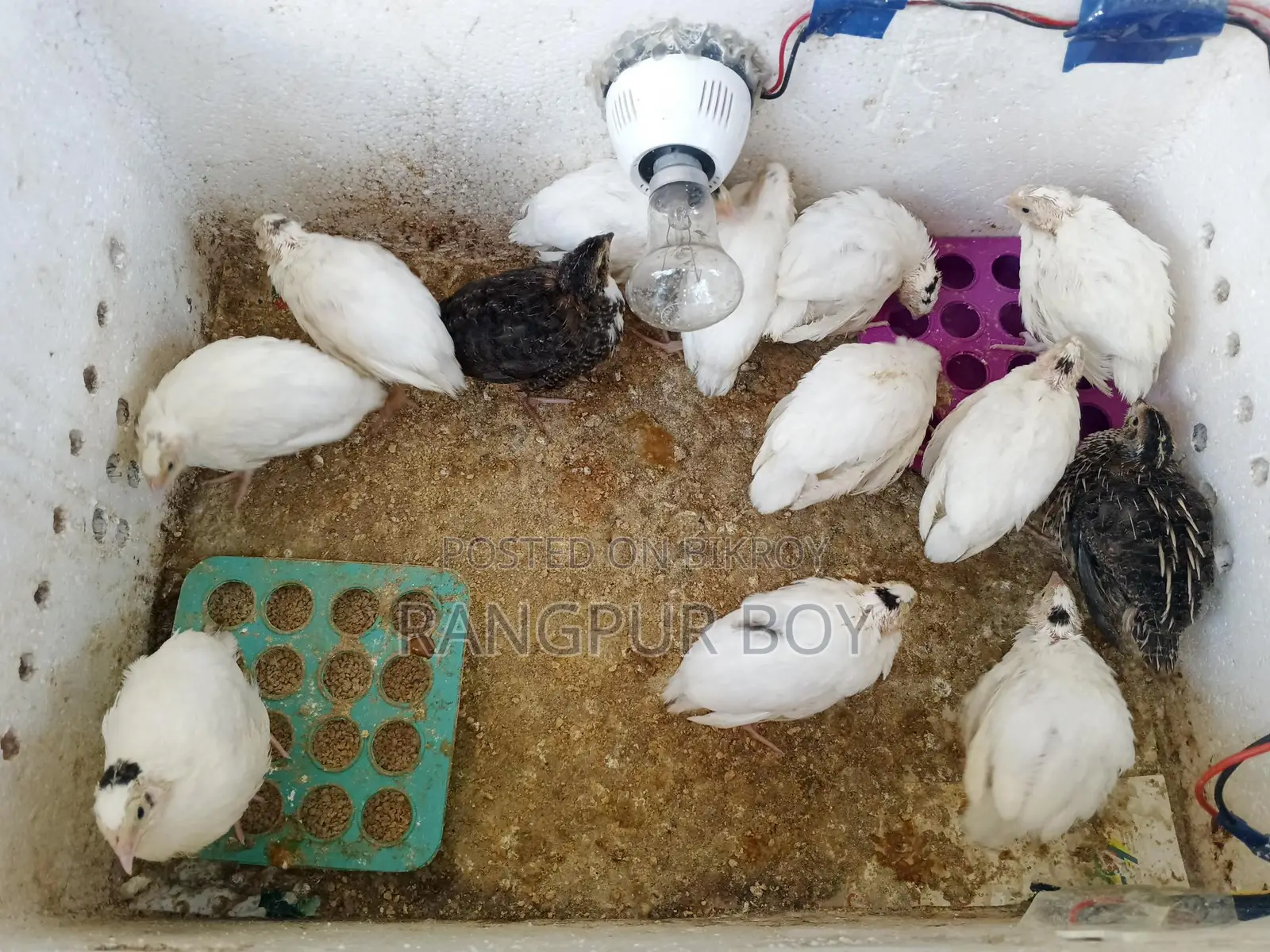European White Giant Coturnix Quail