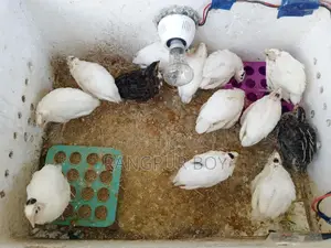 European White Giant Coturnix Quail