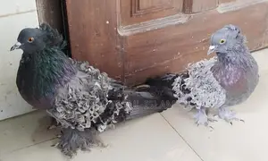 ফ্রীলব্যাক রানিং পেয়ার।