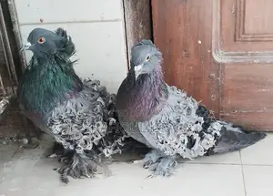 ফ্রীলব্যাক রানিং পেয়ার।