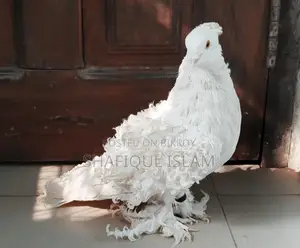 সাদা ফ্রিলব্যাক রানিং নর।
