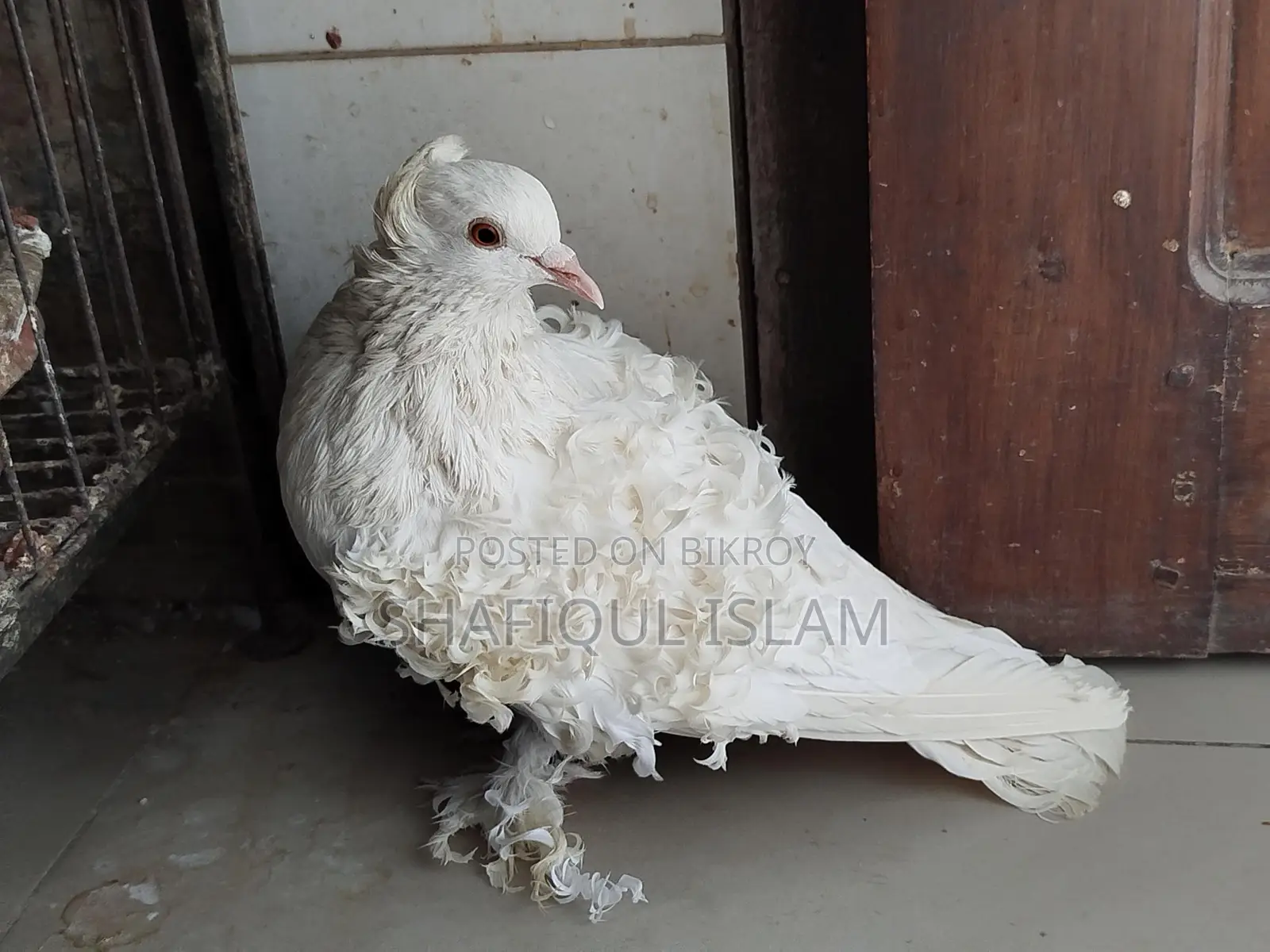 সাদা ফ্রিলব্যাক রানিং নর।