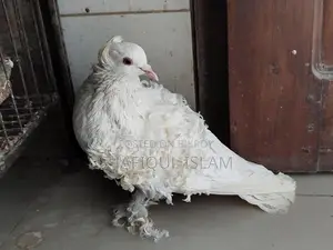 সাদা ফ্রিলব্যাক রানিং নর।