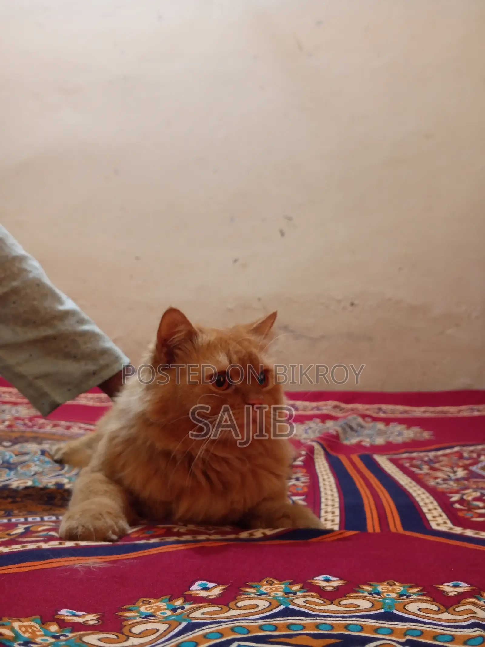Persian Cat for Sale