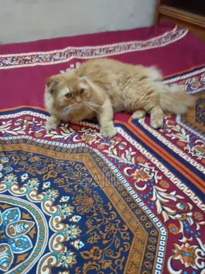 Persian Cat for Sale